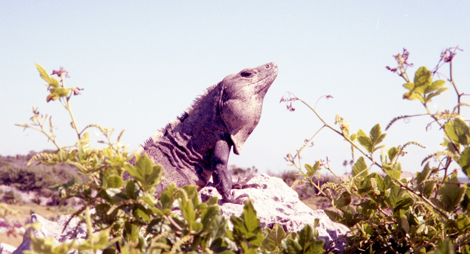 19961121 014   Tulum   Mexico Film 01 Fnr 023